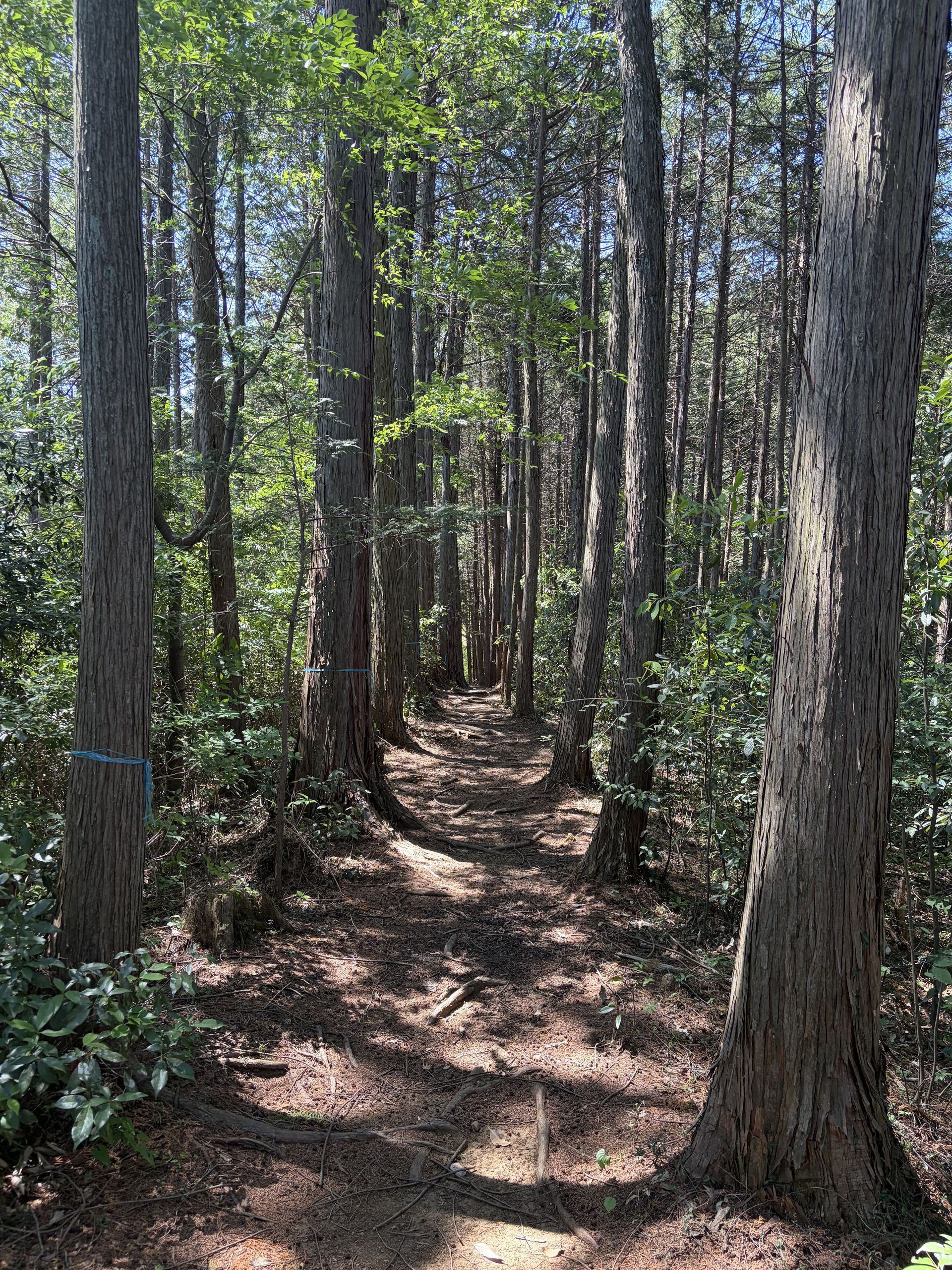 Woods