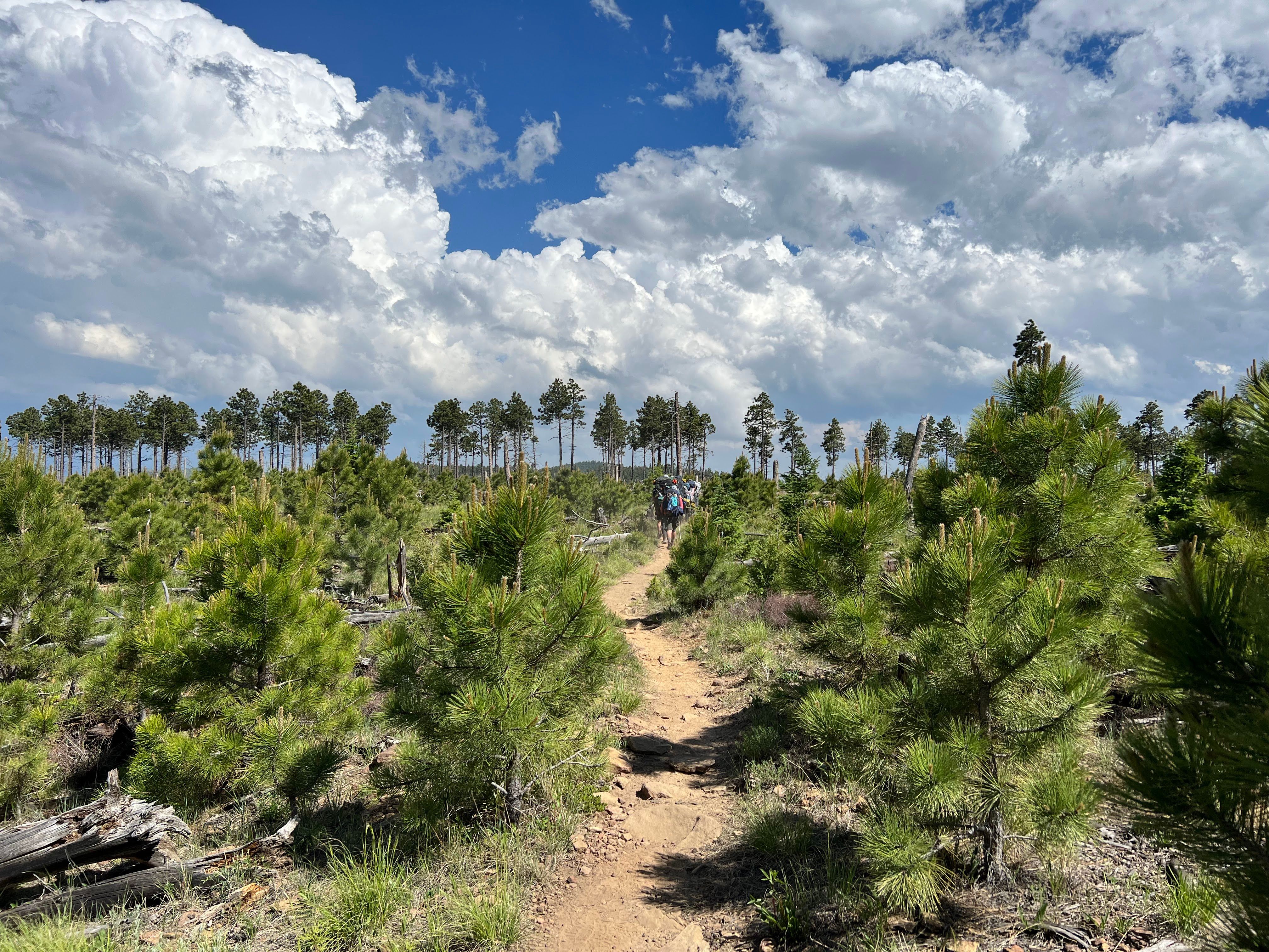 Hiking through a clearing