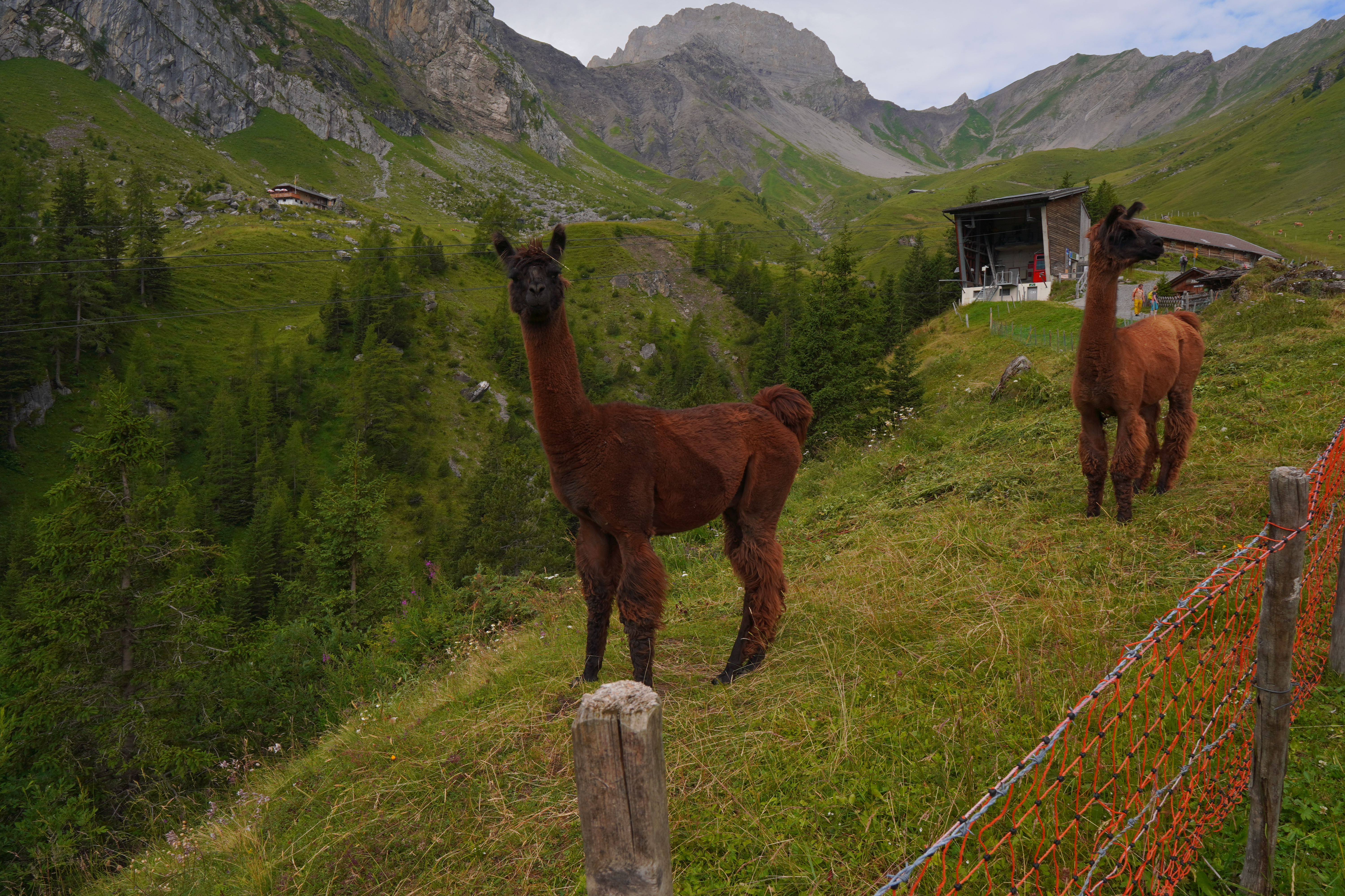 Alpacas at Allmenalp